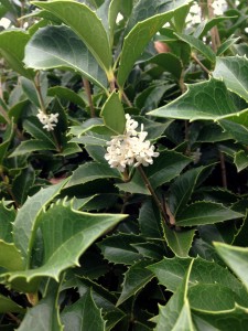 Holly flowers 2